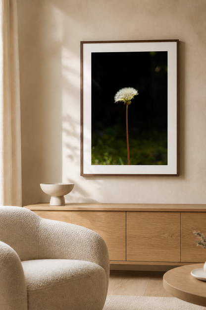 The Beginning of a Dandelion / たんぽぽの始まり | A2 Print Only