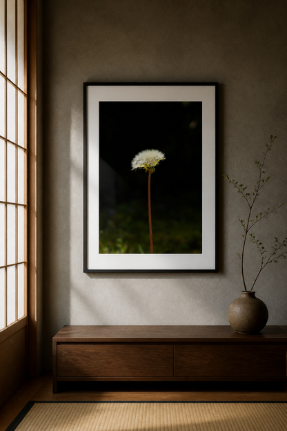 The Beginning of a Dandelion / たんぽぽの始まり | A2 Print Only