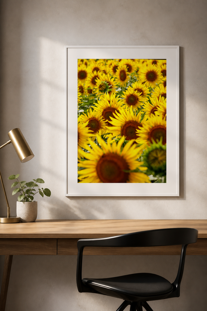 Field of Sunflowers / ひまわり畑 | A2 Print Only