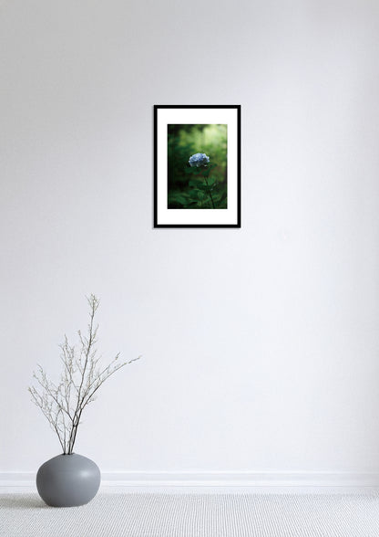 Silent Hydrangea / 静寂の紫陽花 | A2 Print Only
