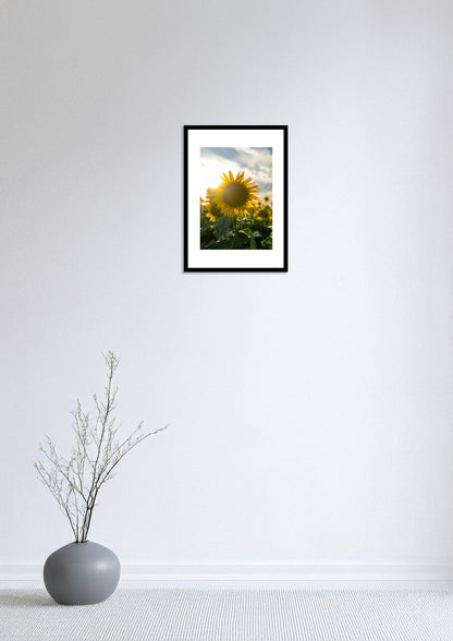 The Radiance of Sunflowers / 向日葵の輝き | A2 Print Only