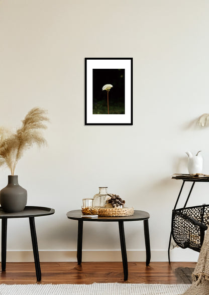 The Beginning of a Dandelion / たんぽぽの始まり | A2 Print Only