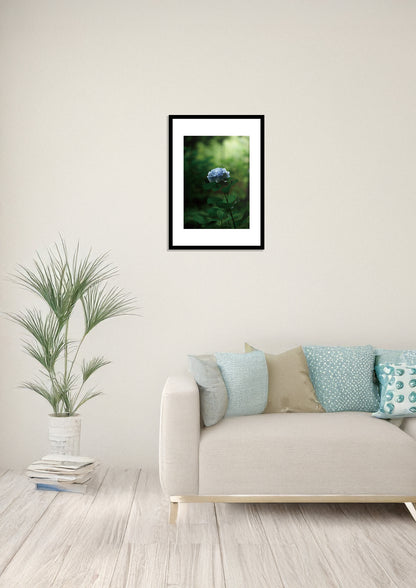 Silent Hydrangea / 静寂の紫陽花 | A2 Print Only