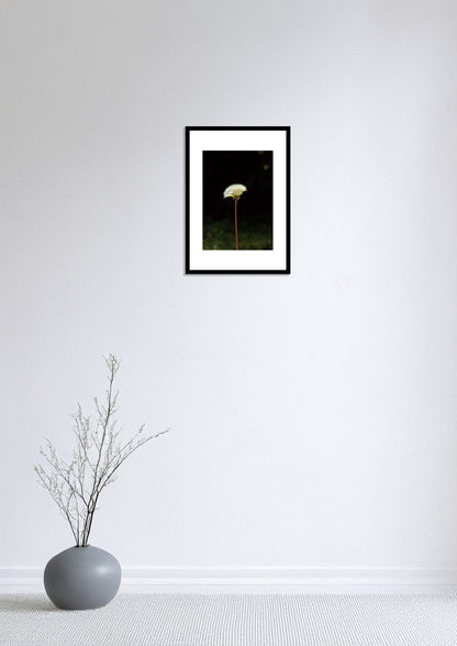 The Beginning of a Dandelion / たんぽぽの始まり | A2 Print Only