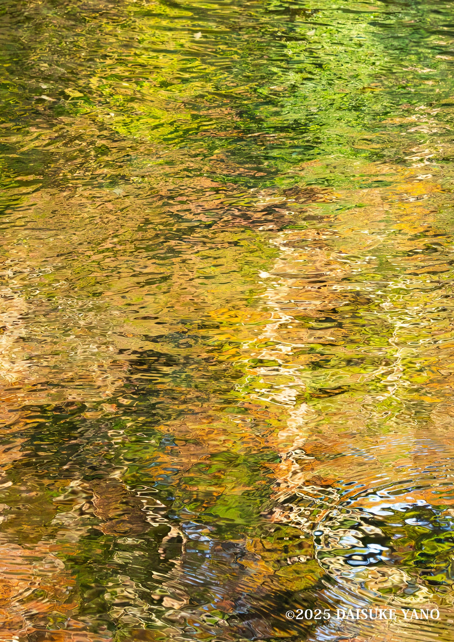 Autumn Reflections on the Isuzu River / 紅葉の五十鈴川 | A2 Print Only