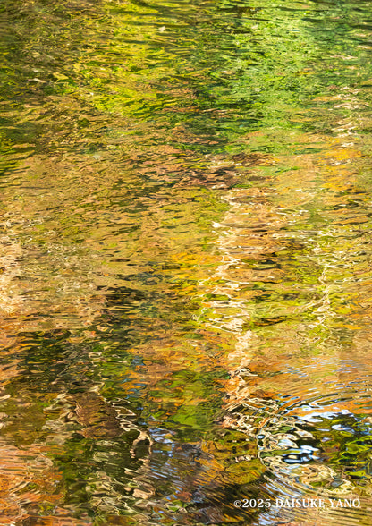 Autumn Reflections on the Isuzu River / 紅葉の五十鈴川 | A2 Print Only