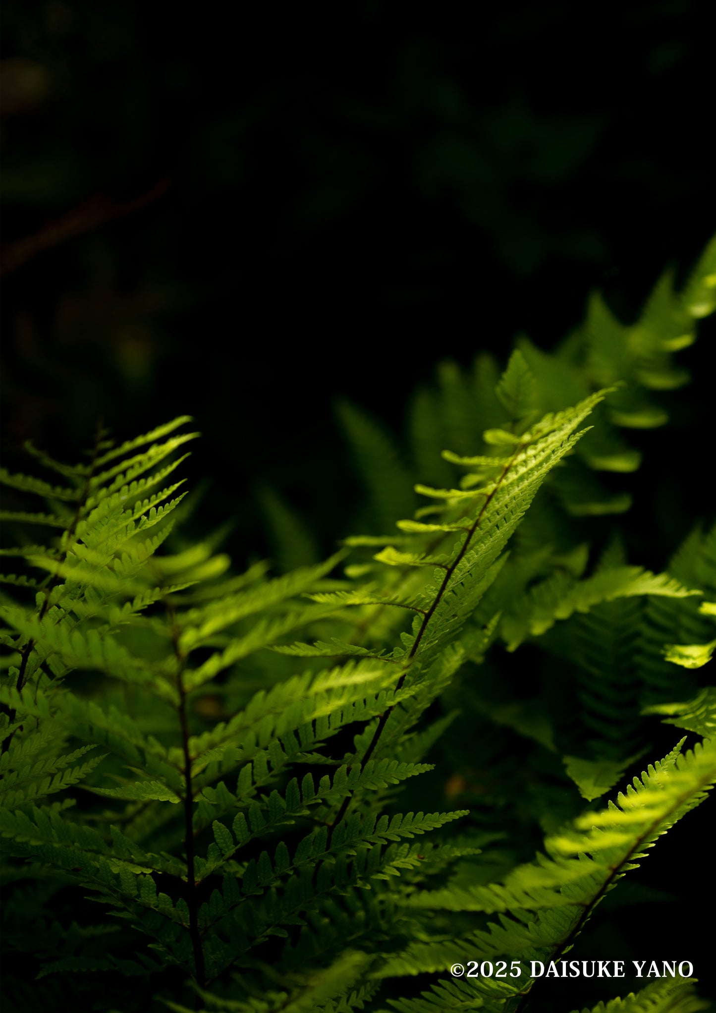 Leaves of Light / 光の葉 | A2 Print Only