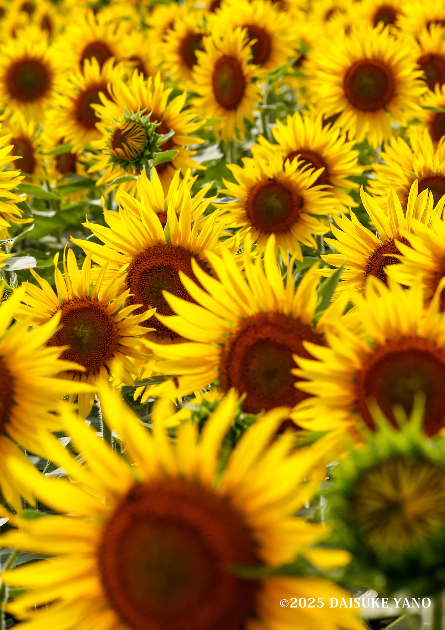 Field of Sunflowers / ひまわり畑 | A2 Print Only