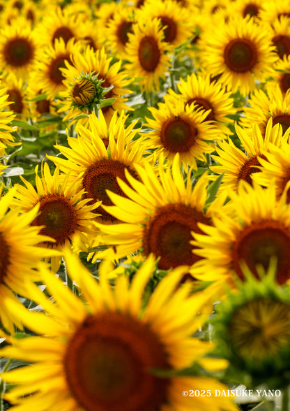 Field of Sunflowers / ひまわり畑 | A2 Print Only