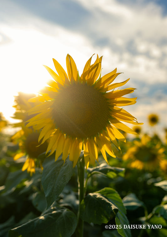 The Radiance of Sunflowers / 向日葵の輝き | A2 Print Only