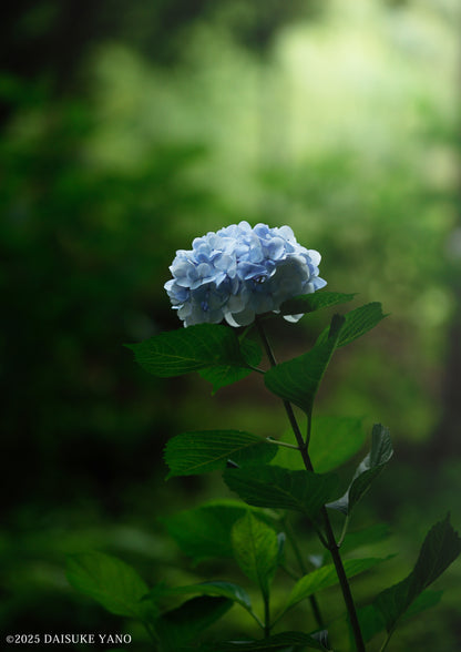 Silent Hydrangea / 静寂の紫陽花 | A2 Print Only