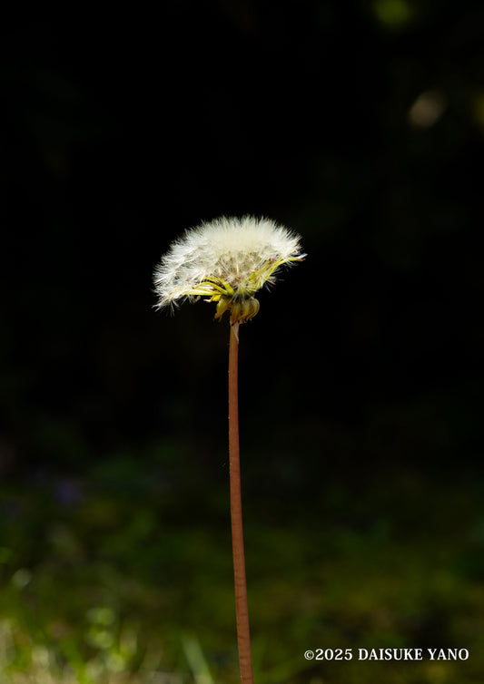 The Beginning of a Dandelion / たんぽぽの始まり | A2 Print Only